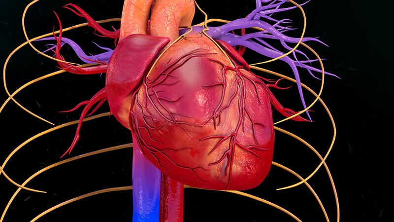 Amulet and Watchman Equal for Left Atrial Appendage Closure